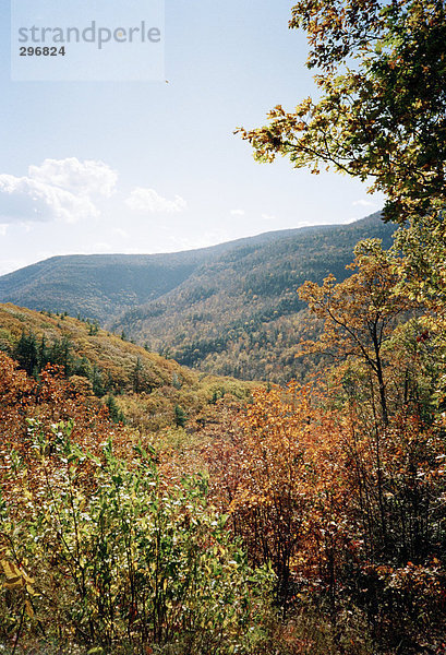 Herbst gefärbt Wald in einer Berglandschaft.