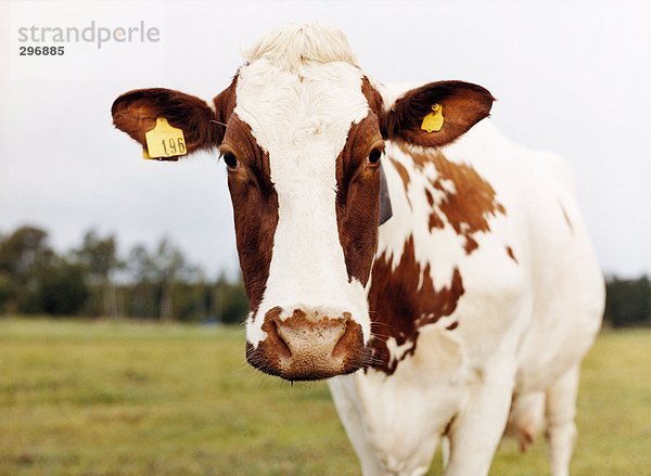 Eine Kuh mit zweckgebundene Ohren.