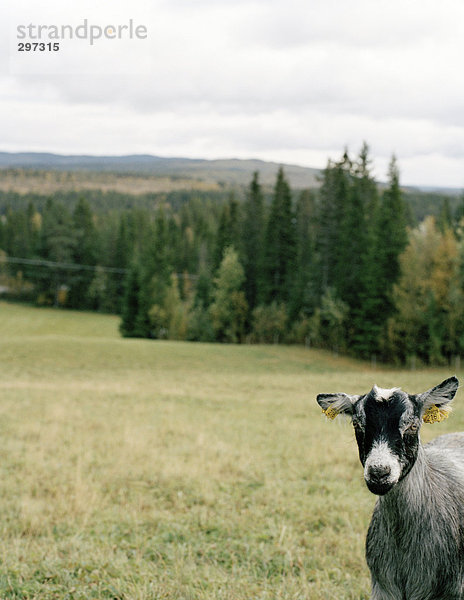 Eine Ziege in Jämtland  Schweden.