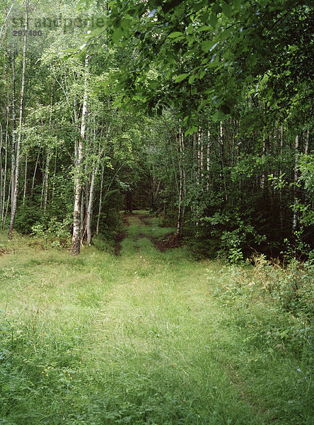 Waldweg in einer Gesamtstruktur.