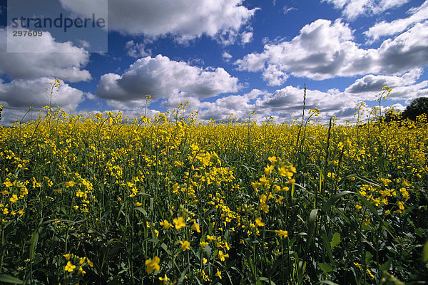 Bereich der Vergewaltigung und Blue Sky.