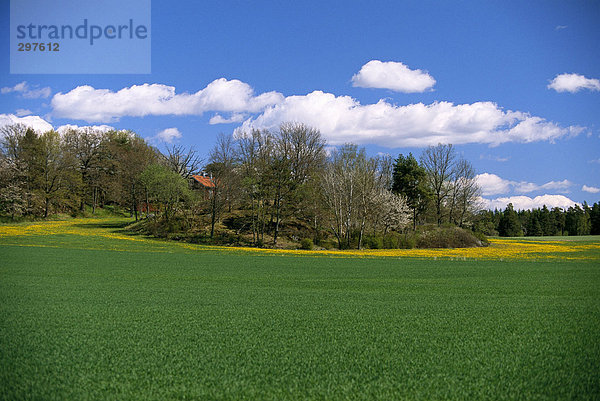 Grünen Wiese und blauen Himmel.