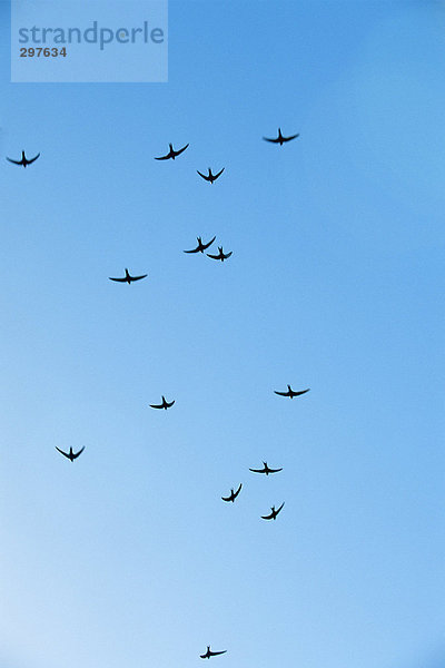Vögel in einem blauen Himmel fliegen.