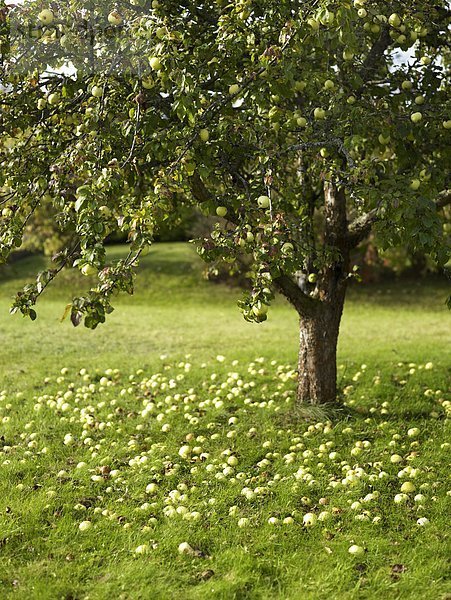 Einem Apfelbaum im Garten.