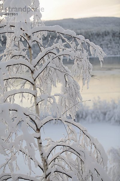 Ein Baum mit Schnee von einem Fluss bedeckt.