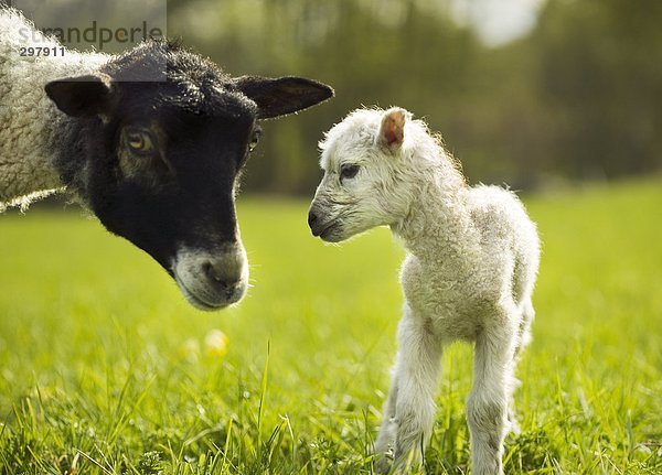 Ein Schaf und ein Lamm in einer Weide.