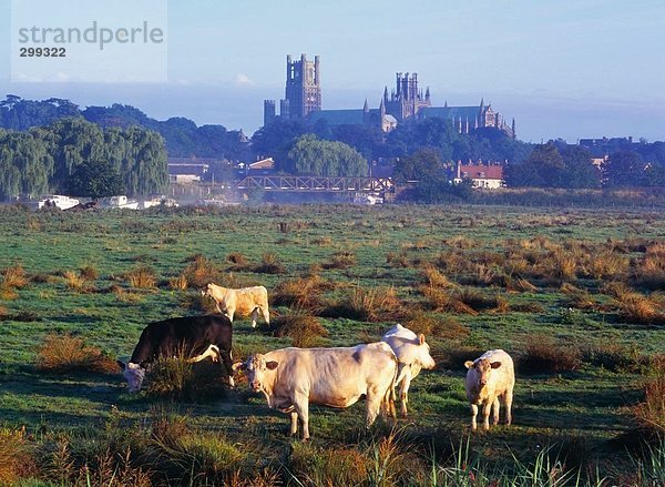 Vieh weidete vor der Kathedrale  Kathedrale von Ely  Cambridgeshire  England