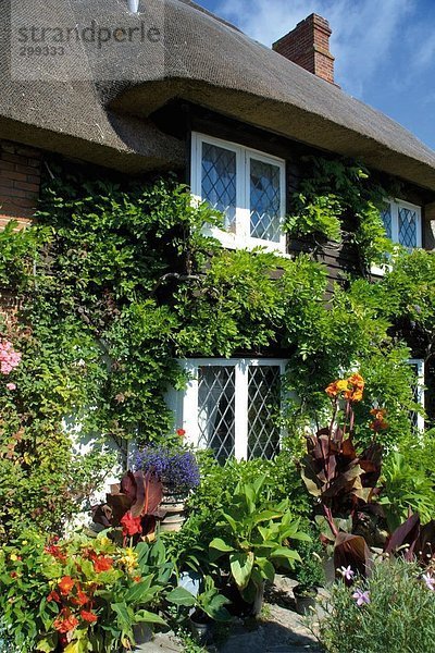 Efeu Hedera helix Blume Wohnhaus frontal England Sussex