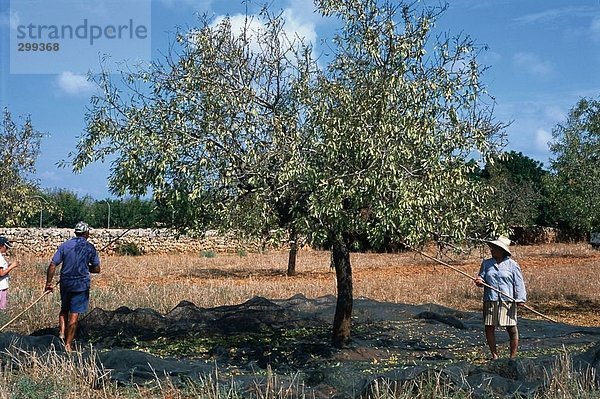 Landwirte in reifen Baum  Balearen  Mallorca