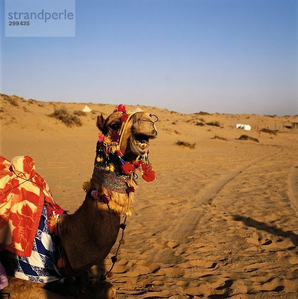 Camel in der Wüste  Sharjah  Vereinigte Arabische Emirate