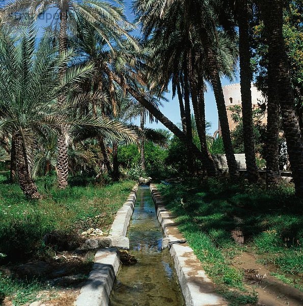 Kanal fließt durch Garten  Al Batinah  Oman