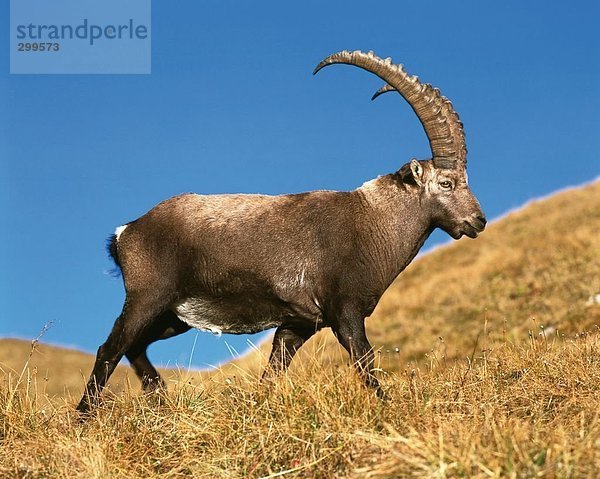 Alpensteinbock (Capra Ibex) Wandern im Feld  Berner Oberland  Schweiz