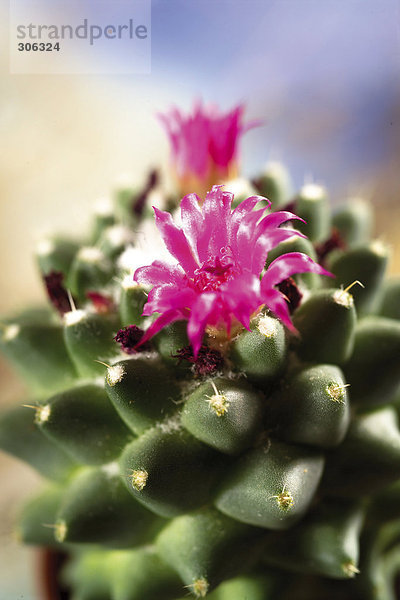 Stacheln und Blüte des Kaktus  Nahaufnahme