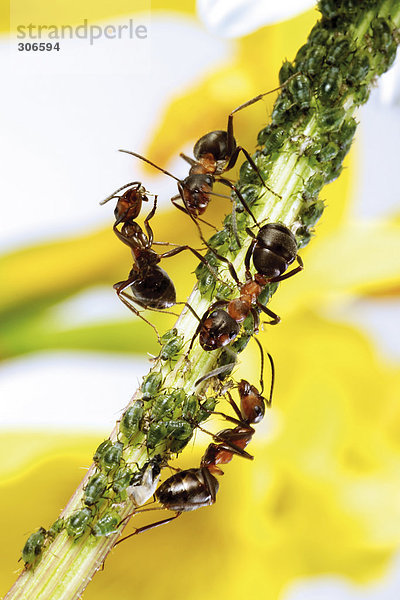 Rote Ameisen am Stamm mit Blattläusen