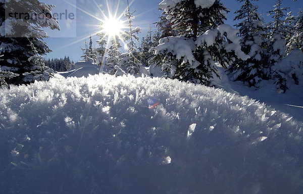 Austria  Salzburger Land  snow covered landscape and trees