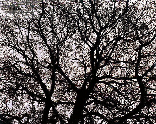 Silhouetten von Bäumen.