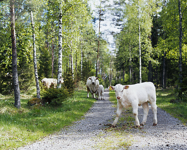 Kälber und Kühe auf einer Forststrasse.