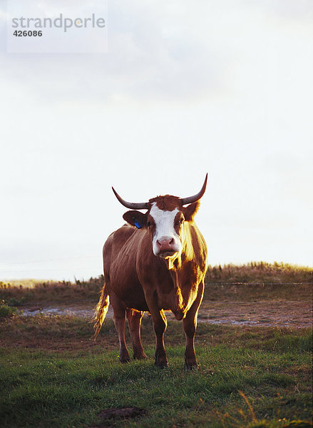 Ein Stier in einer Weide.