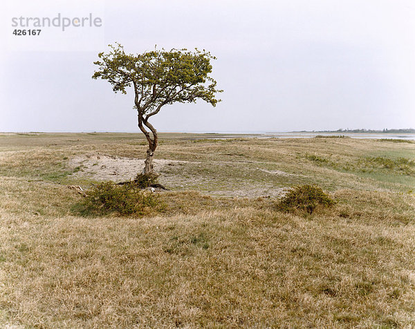 Ein Baum in einem Feld.