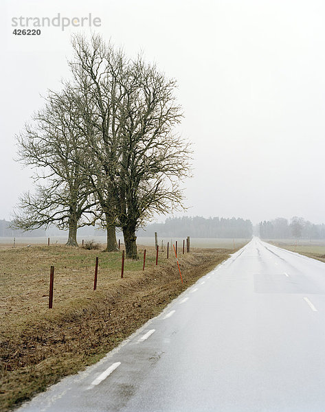 Eine Landstraße in nebelig Wetter.