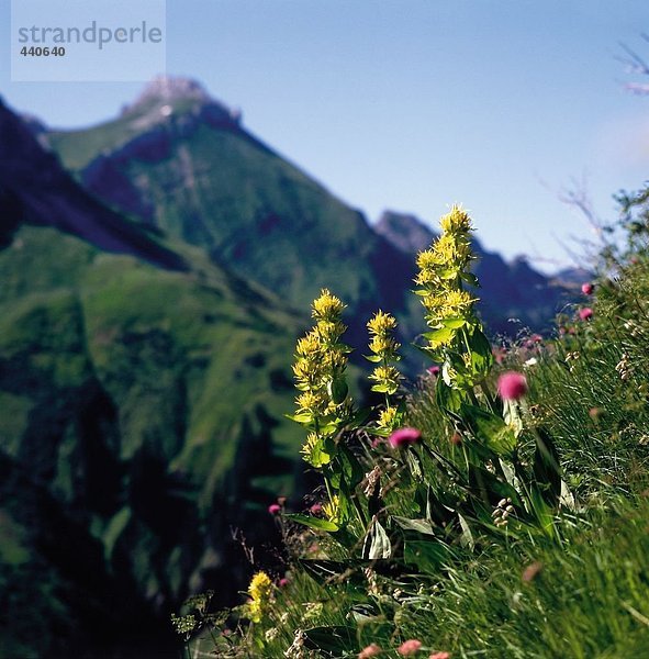 Nahaufnahme der Blumen blühen auf Hügel  Allgäu  Bayern  Deutschland