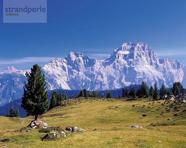 Bäume in Feld  Alpe di Föderation  Sorapis  Veneto  Italien