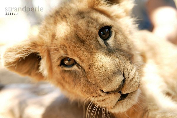 Südafrika  Junger Löwe im Aquila Private Game Reserve