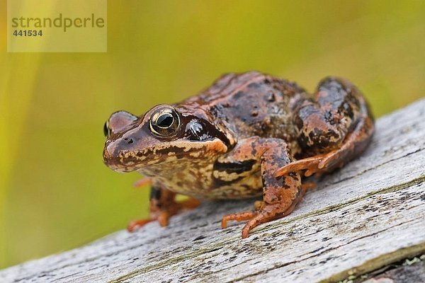 Nahaufnahme-Frosch