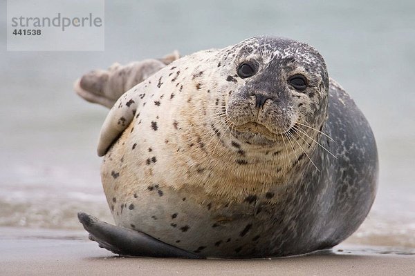 Nahaufnahme der Harbor Seal (Phoca Vitulina) am Strand  Helgoland  Landkreis Lüneburg  Niedersachsen  Deutschland