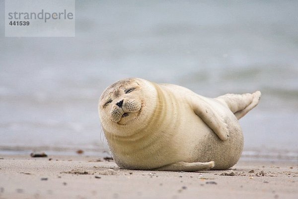 Nahaufnahme der Harbor Seal (Phoca Vitulina) am Strand  Helgoland  Landkreis Lüneburg  Niedersachsen  Deutschland