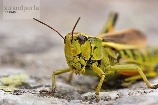 Nahaufnahme Lubber Grasshopper (Romalea Guttata)