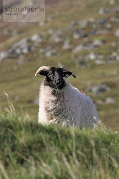 Schafe bei Küste  Achill Island  County Mayo  Irland