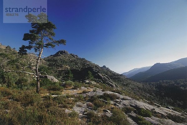 Baum auf Hügel mit Blick auf Tal