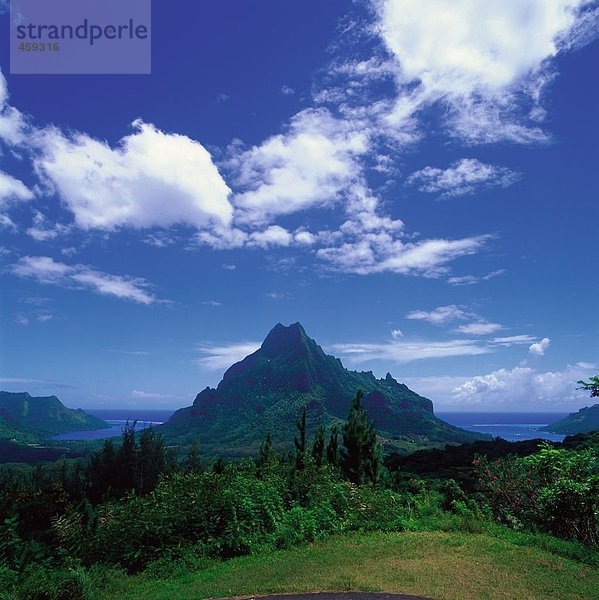 Bäume im Wald  Mt Rotui  Opunohua Bay  Insel Moorea  Gesellschaftsinseln  Französisch-Polynesien