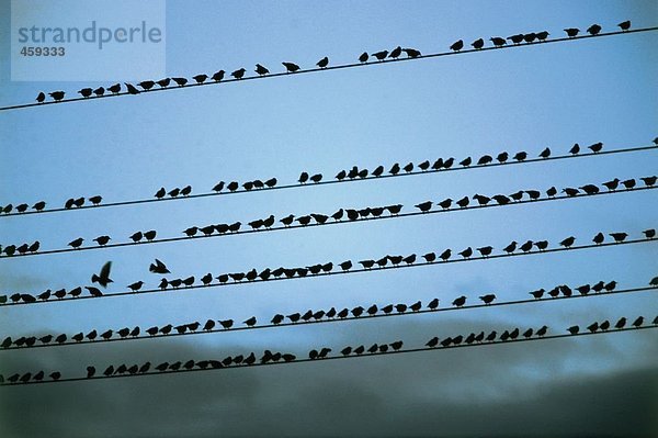 Vogelschwarm hocken am Netzkabel
