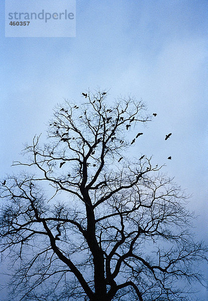 Vögel in einem Baum.