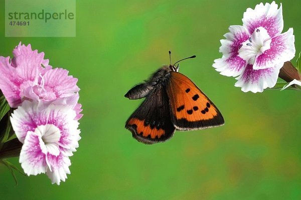 Kleine Kupfer (Lycaena Phlaeas) Schmetterling fliegt in der Nähe von Blumen Nahaufnahme