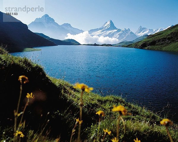 Landschaftlich schön landschaftlich reizvoll Berg Blume See Meer Alpen Berner Oberland Bergsee Bergpanorama