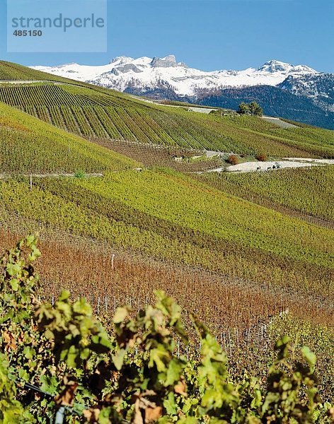 10178142  Mountain Panorama  Herbst  Weinberge  in der Nähe von Sion  Rhône-Tal  Schweiz  Europa  Wallis  Wein