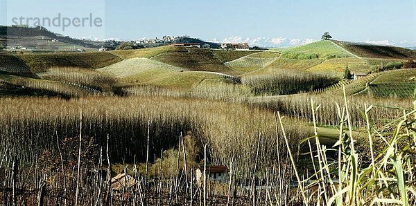 10213050  Barolo  Village  Italien  Europa  Landschaft  Panorama  Piemont  Triebe  Region  Bereich  typisch  Weinberge