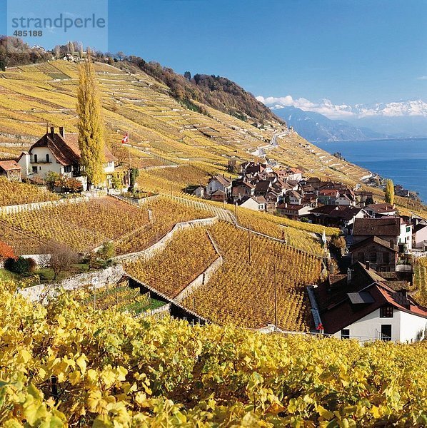 Europa Wohnhaus Wein Gebäude Berg Alpen Herbst Genfer See Genfersee Lac Leman Weinberg Schweiz