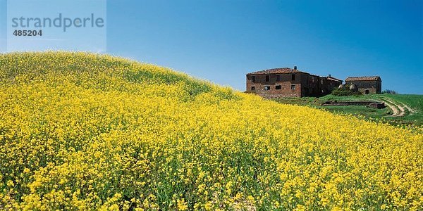 Landschaftlich schön landschaftlich reizvoll Europa gelb Hügel Blüte Toskana Rapsfeld Italien