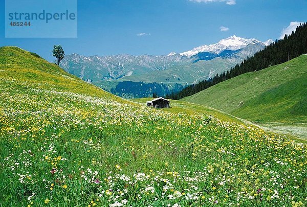 Weide-10568861  in der Nähe von Saint-Antonien  Gebirge  Berg  Graubünden  Graubünden  Landschaft  Prattigau  Schweiz  Europa  Stich