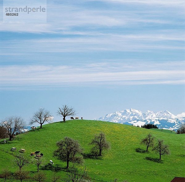 Hausrind Hausrinder Kuh Europa Berg Hügel Tier Landwirtschaft Berggipfel Gipfel Spitze Spitzen Schweiz Kanton Zug
