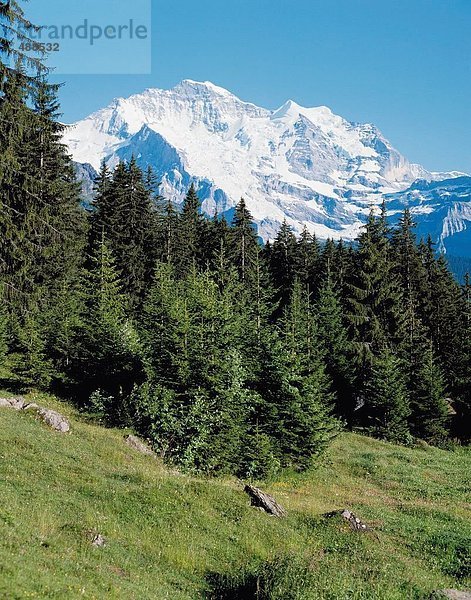 10138491  alpine  Alpen  Berge  Berner Oberland  Viehweide  Jungfrau  Bergwelt  Nadelwald  Schweiz  Euro