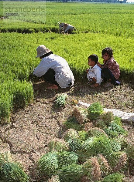 10522652  Ernten  Nutzpflanze  Familie  Hund  Kambodscha  Asien  Mann  Nutzpflanzen  Reis  zwei  Kinder