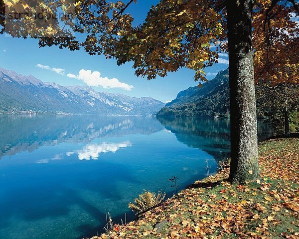 Landschaftlich schön landschaftlich reizvoll Berg Baum See Meer Alpen Herbst Laub