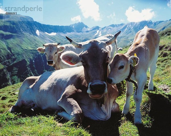 10653454  Alm  Alpen  Berge  braun Rinder  junge  junge  Tier  Tier  Kalb  Kuh  Landwirtschaft  Mutterkuh  profitieren anima