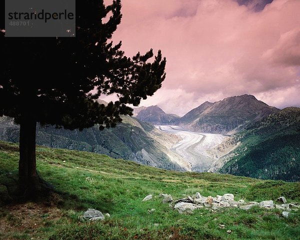 Berg Baum Alpen