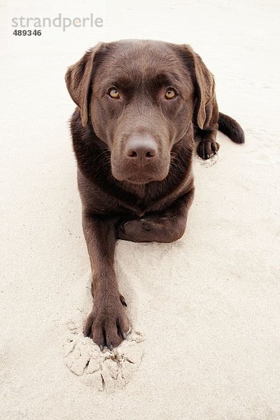 Erhöhte Ansicht der Hunde sitting auf sand